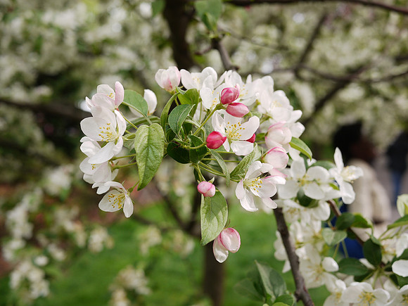 Cherry blossoms, Brooklyn Botanic Garden