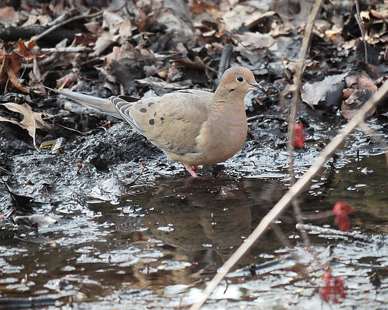 Mourning Dove, Central Park