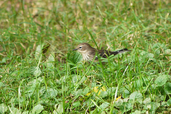 Yellow-Rumped Warbler, Cedar Hill