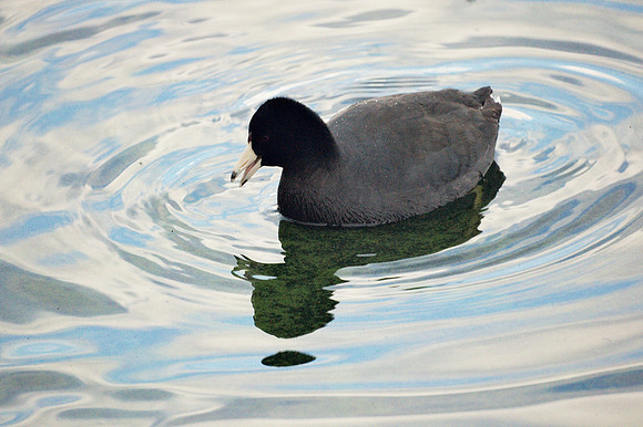 American Coot, Central Park Reservoir