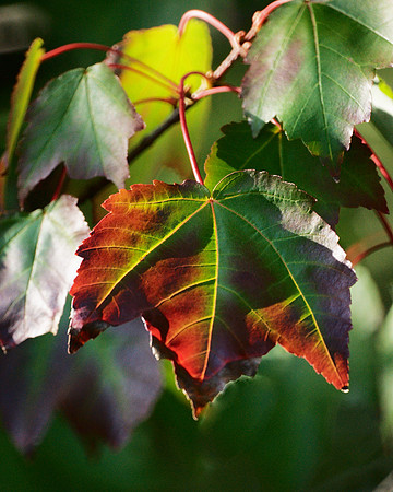 Turning leaf