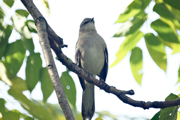 Mockingbird, NY Botanical Garden