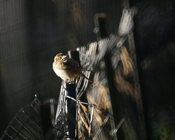 Dickcissel, Central Park