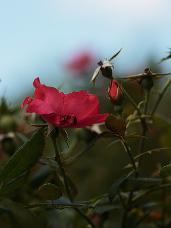 Rose and Buds, Brooklyn Botanic Garden