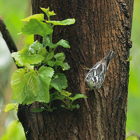Black-and-White Warbler, with prey