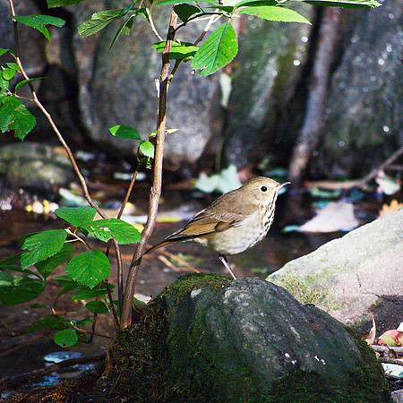 Why, look!  Another Thrush!