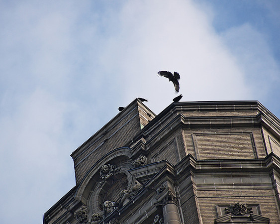 Crows, Central Park West
