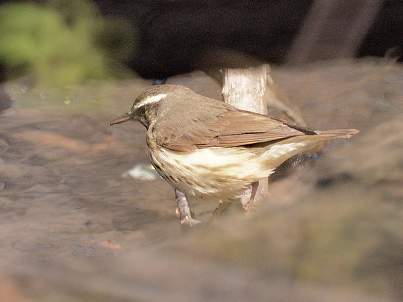 Louisiana Waterthrush, Central Park