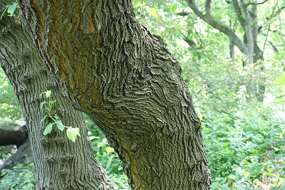Tree bark, Central Park