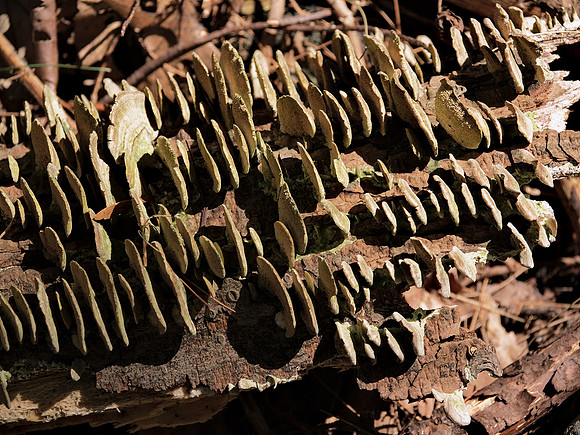 Log, Burlington MA