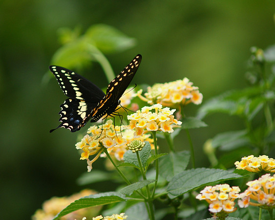 Black Swallowtail, Brooklyn Botanic Garden