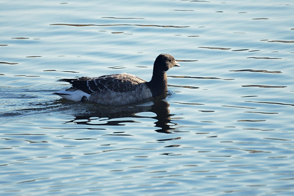 Brant, Central Park Reservoir