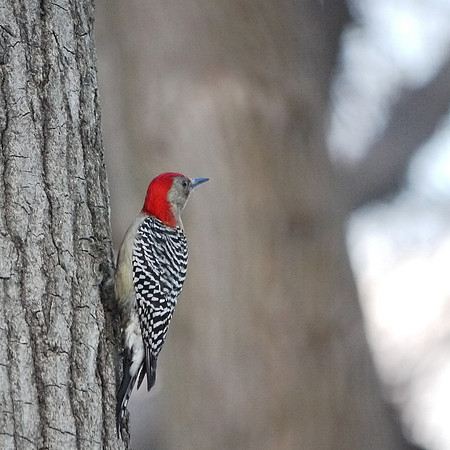 Red-Bellied Woodpecker, Central Park