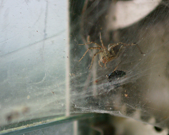 Spider and fly, Central Park Zoo cafe