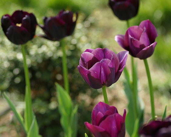 Tulips, Brooklyn Botanic Garden