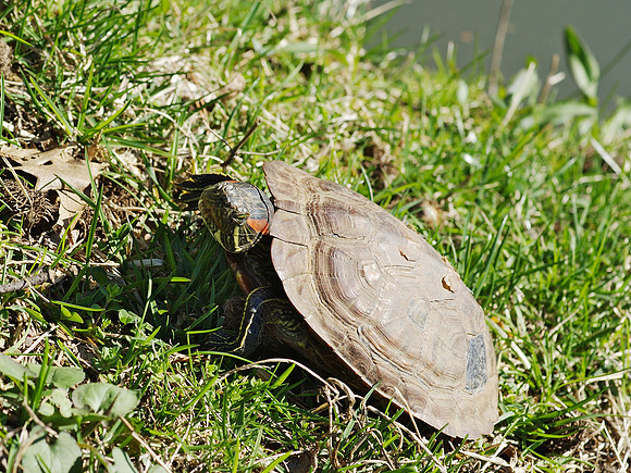 turtle jazz hand
