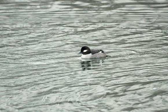 Bufflehead duck, Turtle Pond