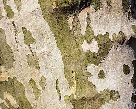 mottled tree bark