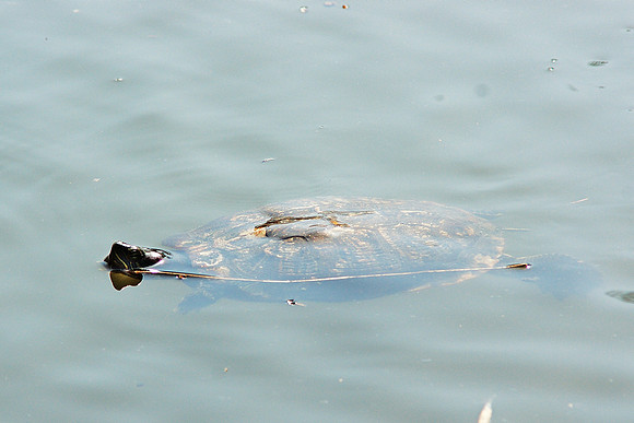 Turtle : Pond :: Turtle Pond : ?