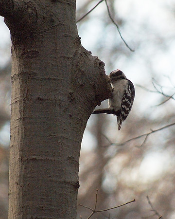 Downy Woodpecker at work