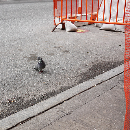 Pigeon, East 86th Street