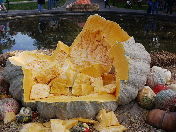 Ruins of a giant pumpkin, NY Botanical Garden
