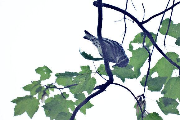 Black-and-White Warbler, Central Park