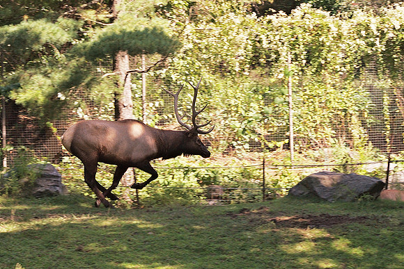 Roosevelt Elk