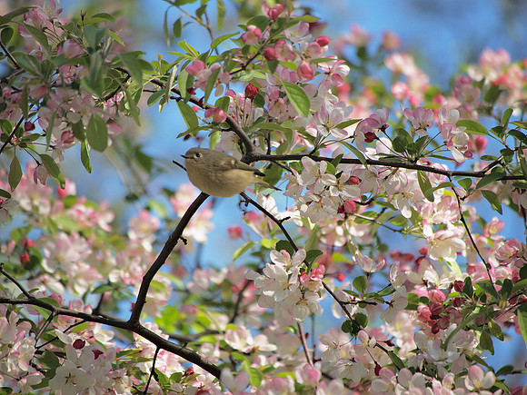 Ruby-Crowned Kinglet taking off, Central Park