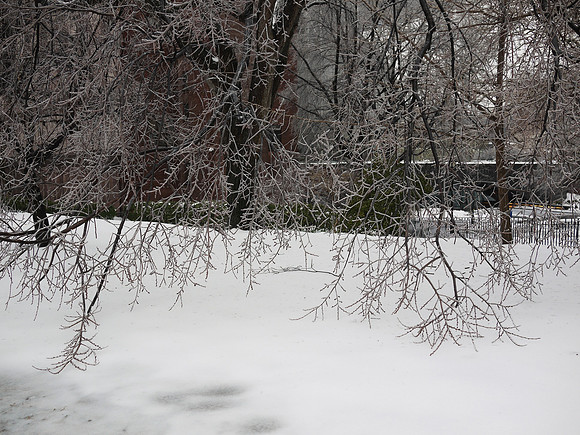Winter tree branches, Theodore Roosevelt Park
