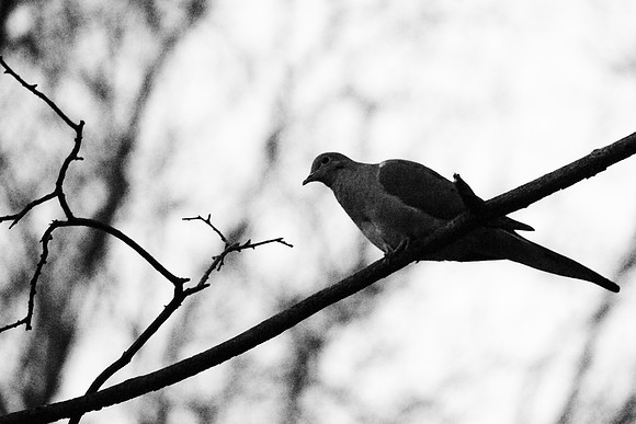 Mourning Dove