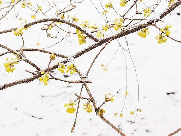 Dogwood flowers in snow