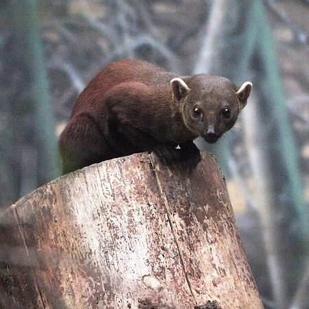 Ring-Tailed Mongoose, Bronx Zoo
