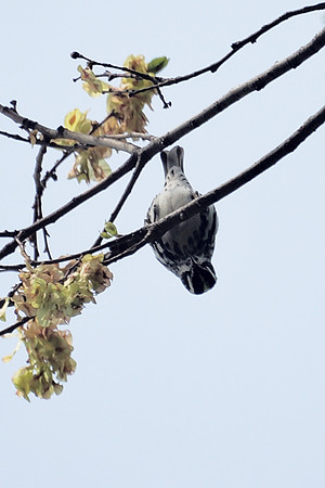 Black-and-White Warbler, Central Park