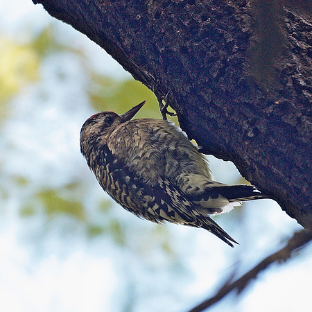 Very fat sapsucker