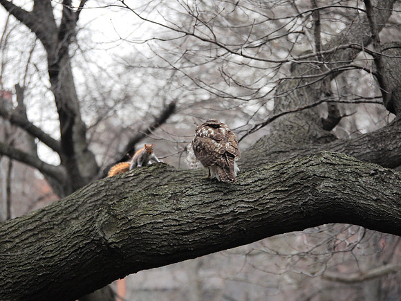 The Hawk and Squirrel Story (1)