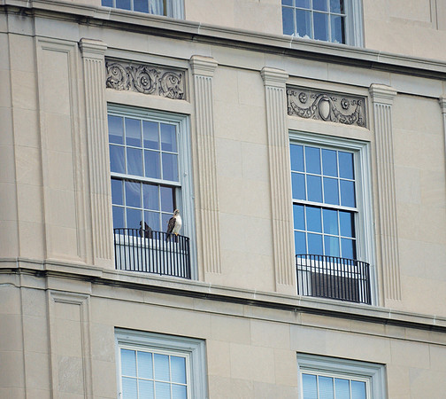 Pale Male, Fifth Avenue
