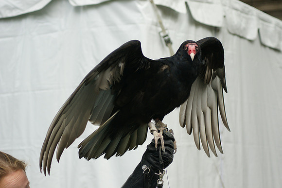 Turkey Vulture, Bronx Zoo