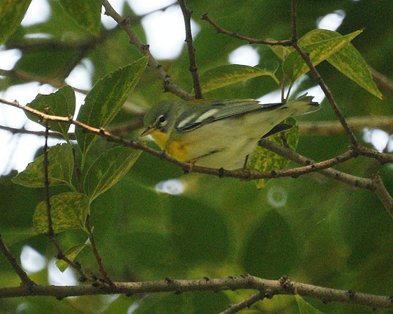 Northern Parula Warbler, Central Park