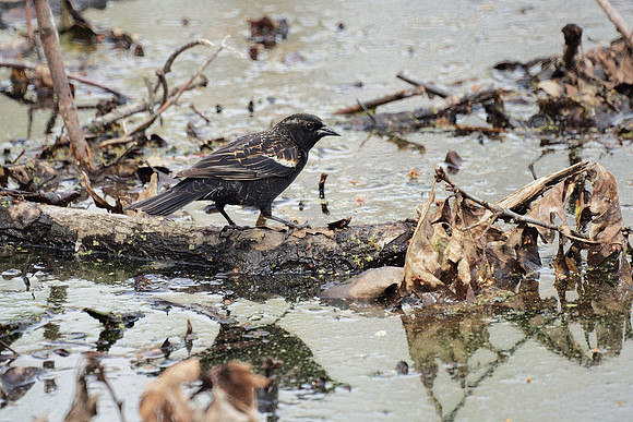 Blackbird, NY Botanical Garden
