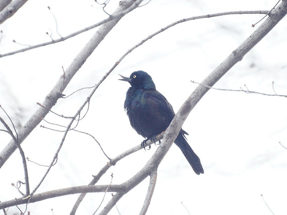 Common Grackle, Central Park