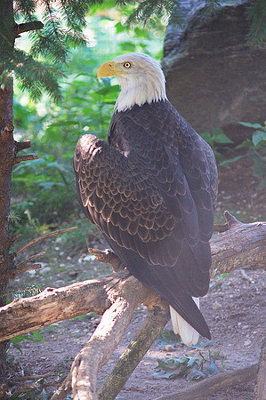 Bald Eagle, Queens Zoo
