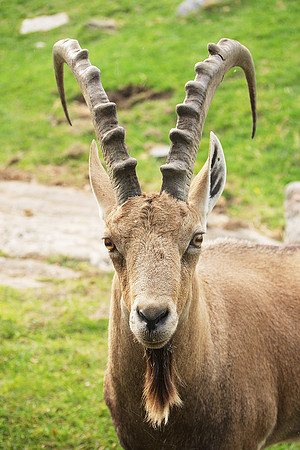 Intense Ibex
