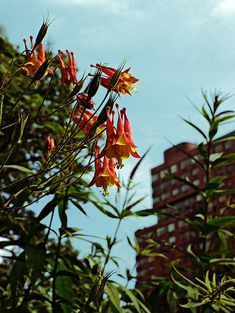 Columbine