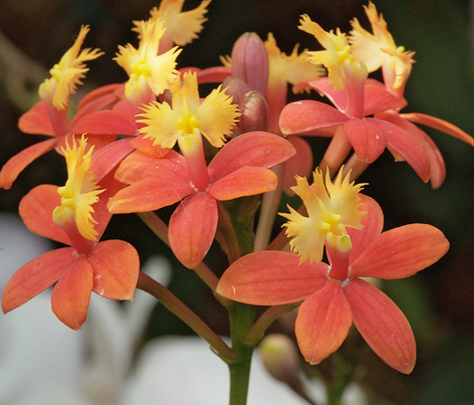 Reed-stem epidendrum