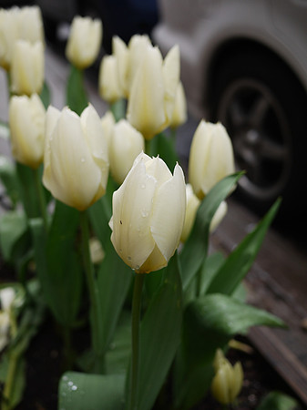 Tree-pit tulips, Yorkville