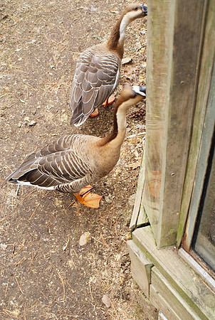Swan Goose Repels Invasion, Part One