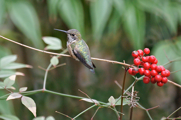 Rufous Hummingbird and berries, Theodore Roosevelt Park