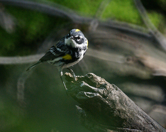Yellow-Rumped Warbler, Central Park