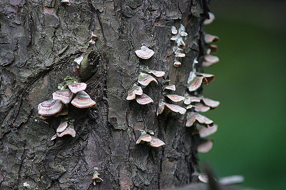 Tree fungus
